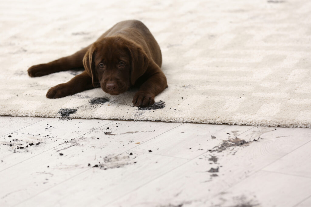 Area Rug